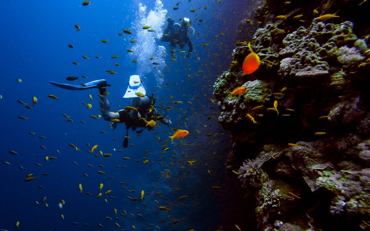 Come Dive With Us!